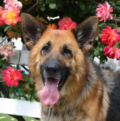 Westside German Shepherd Rescue of Los Angeles